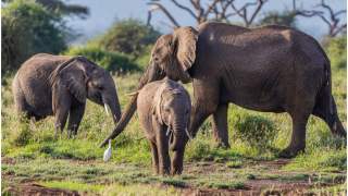 Liczba słoni w Kenii dwukrotnie wzrosła