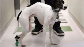 Zwierzęta otrzymują protezy wydrukowane w technologii 3D.