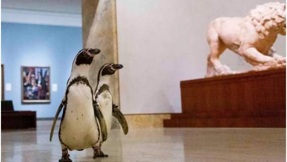 Pingwiny zwiedzają muzeum