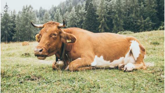 Krowy nowym sposobem na stres i przepracowanie