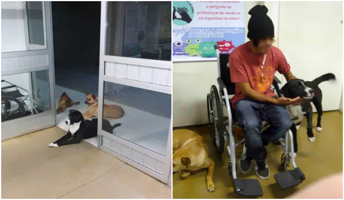 Bezdomny z psami w szpitalu