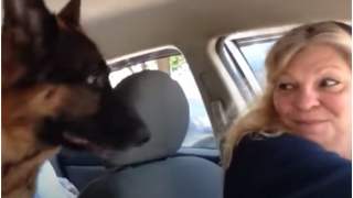 Owczarek zareagował na podróż w niezwykły sposób