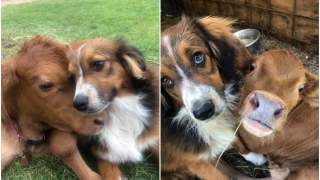 Pies i cielak tworzą nierozłączną parę przyjaciół