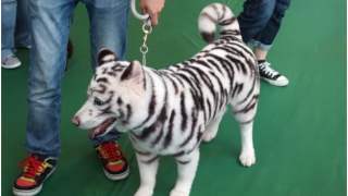 Psy wyglądające jak dzikie zwierzęta