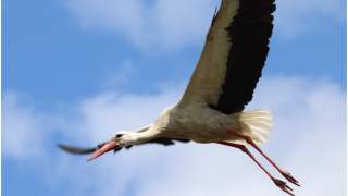 Bociany szykują się do wylotu z Polski