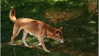 Śpiewające psy z Nowej Gwine