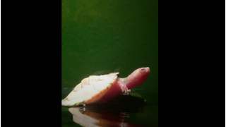 Ż&oacute;łw z sercem na wierzchu