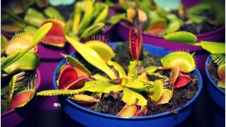 Badania nad roślinami udowodniły, że są równie inteligentne co zwierzęta