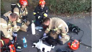 Straż pożarna ratuje potrzebujące koty