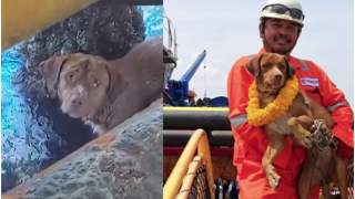 Pies został uratowany przez mechanika z platformy wiertniczej