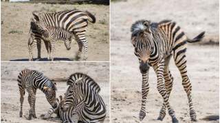 Wrocław przywitał w swoim zoo nowonarodzone zebry