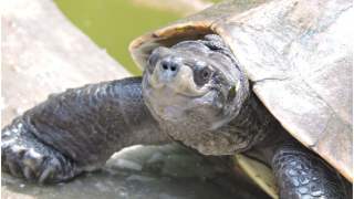 Żółw z uśmiechem na twarzy