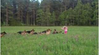 Dziewczynka bawi się ze swoją gromadą owczarków niemieckich