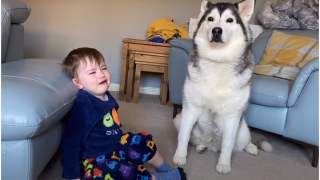 Husky pocieszył małego chłopca, który nie dostał słodyczy