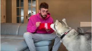 Husky nie wiedział jak zareagować na jedzenie z jego miski