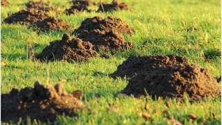 Ptaki niszczące domowe ogrody