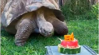 Żółw dostał na urodziny tort