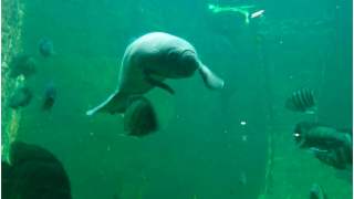 W ZOO we Wrocławiu urodził się manat