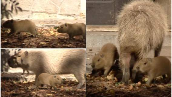 Młode kapibary przyszły na świat we Wrocławiu