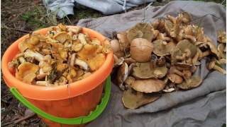 Grzyby warte 2000 zł / kg