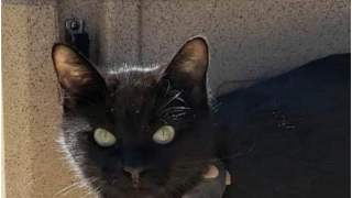 Kot, który okazał się oposem