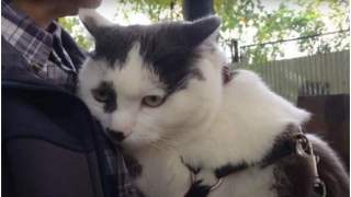 Kot mógł sprzedany za ogromną kwotę