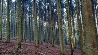 Las, w którym doszło do odkrycia "białej zjawy"