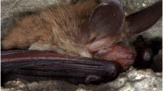 Nowy gatunek nietoperza