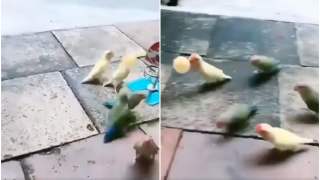 Papugi grają w koszykówkę