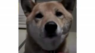 Pies o niebywałych umiejętnościach