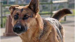 Pies i urlop, który przysługuje na wychowanie zwierzaka. Nowy pomysł firmy Bolt