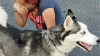 Husky powrócił do domu po 3 latach rozłąki z właścicielką