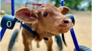 Krowa stanęła na nogi po raz pierwszy od swoich narodzin