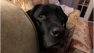 Labrador uratował życie małemu chłopcu