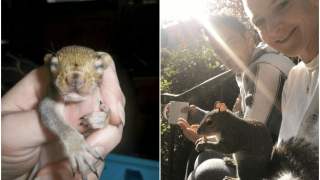 Wiewiórka w objęciach swoich nowych przyjaciół