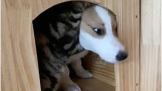 Szczeniak chciał zakończyć zabawę ze swoim kocim przyjacielem