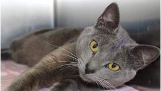 Kot z nietypowymi łapkami