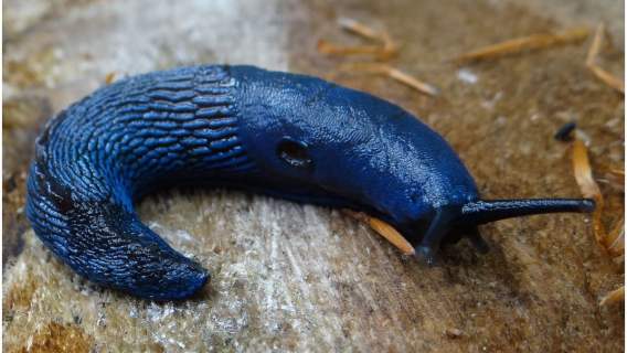 Tatry odkryły przed turystami niezwykły okaz w postaci niebieskiego ślimaka