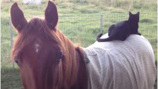 Koń zobaczył, że na grzbiet wskoczył mu jego koci przyjaciel