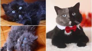 Kot o dwukolorowej sierści został ojcem