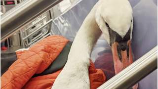 Łabędź przejechał się metrem z kobietą, która go uratowała