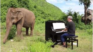 Mężczyzna postanowił, że zagra na pianinie dla niewidomego słonia