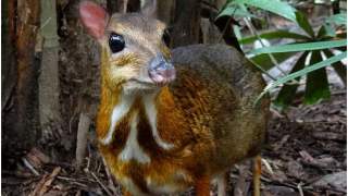 Myszojeleń zagościł w warszawskim zoo