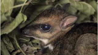 Myszojeleń narodził się w zoo we Wrocławiu