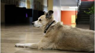 Pies przebył ponad 100 kilometrów by znaleść swoją rodzinę