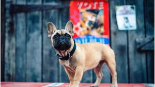 Pies Wilbur - dog francuski, który został burmistrzem