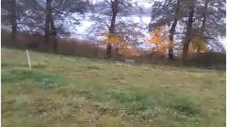 Ryś w polskim lesie