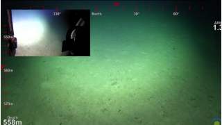 Skarb odkryty przez badaczy z Schmidt Ocean Institute.