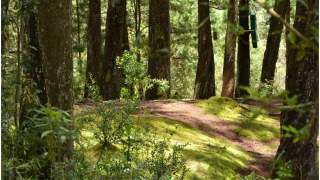 Skarb podczas grzybobrania