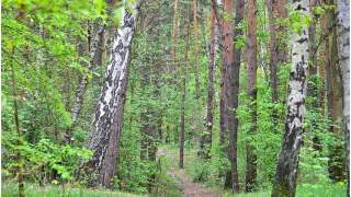 Biała sarna na Mazurach